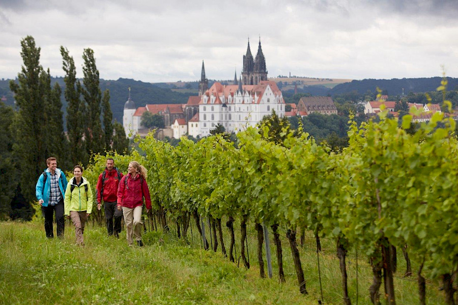 Die große Wanderung auf dem Sächsischen Weinwanderweg von Pirna nach Diesbar-Seußlitz